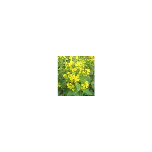Lysimachia Punctata - Le pot de 2 litres
