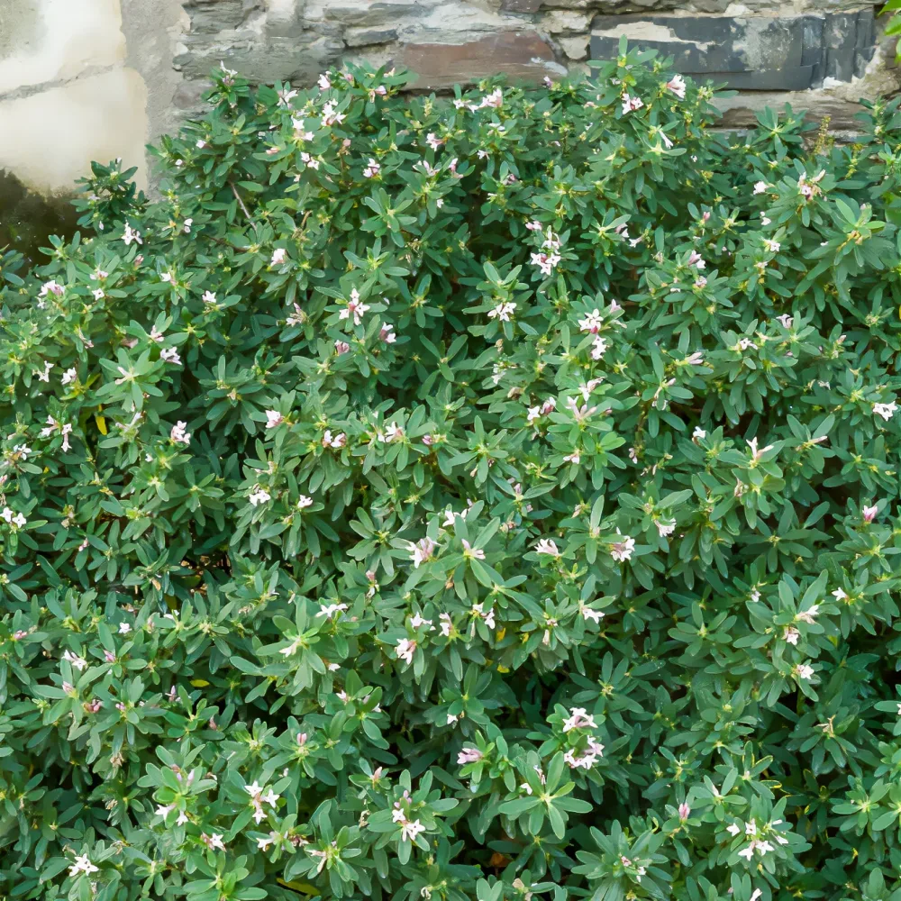 Daphne transatlantica Pink Fragrance® Daphne transatlantica Pink Fragrance