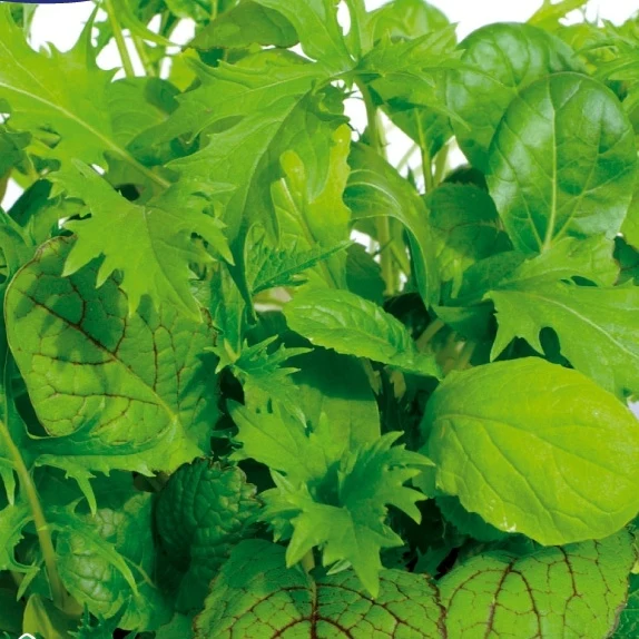Laitues Misticanza di Lattghe en mélange Lactuca sativa miscanza di lattghe