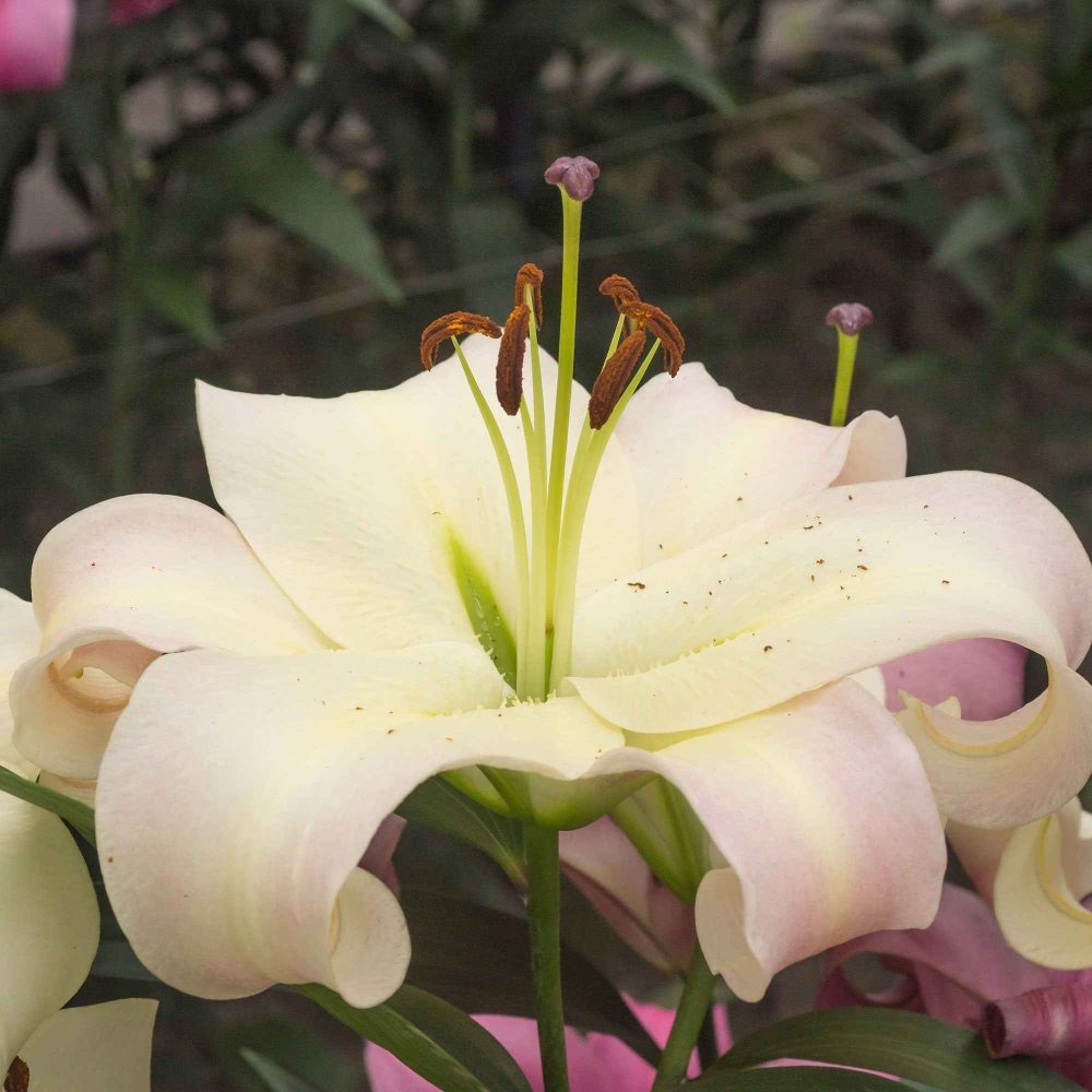 5 Lis géant Pretty Woman Lilium 'pretty woman'