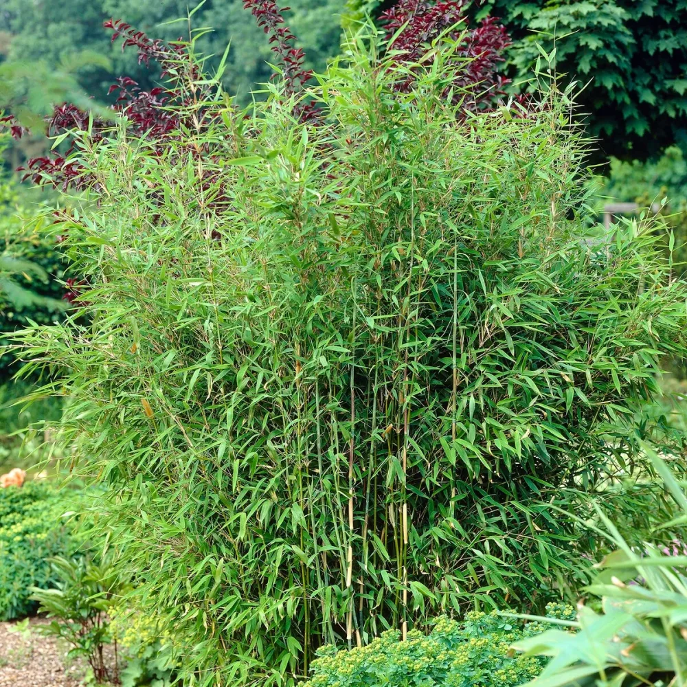 Bambou vert non-traçant Fargesia murielae
