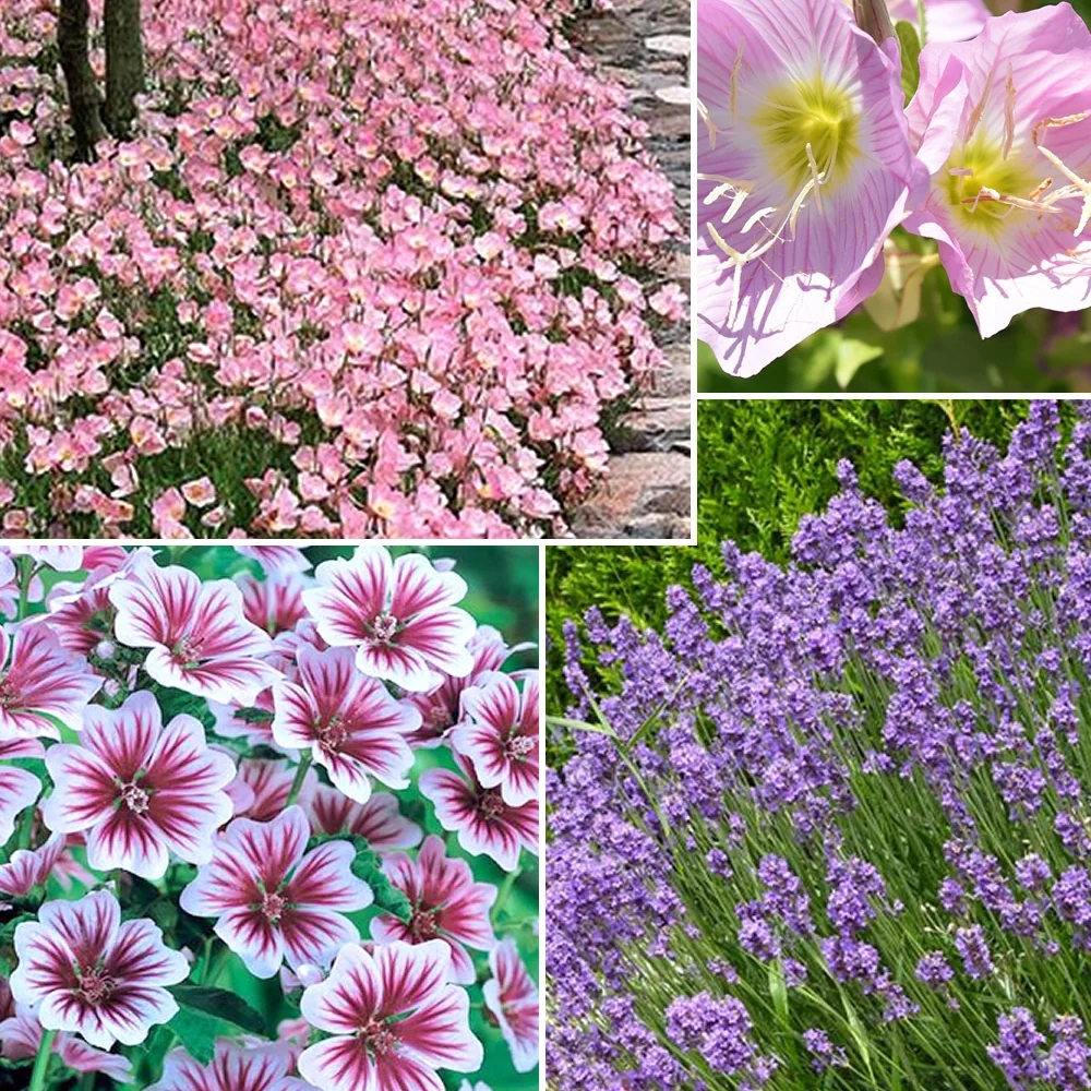 Collection de 6 plantes vivaces pastel Malva sylvestris zebrina, lavandula munstead, oenothera speciosa