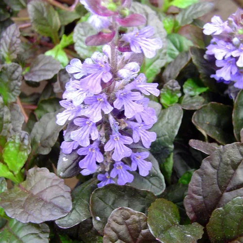 Ajuga Reptans Burgundy Glow. Le pot de 1 litre