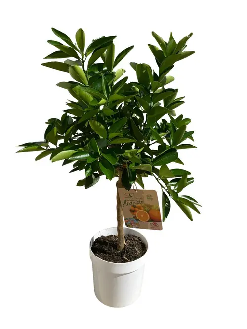 Oranger Tarocco 1/4 tige coloris orange - 5 L