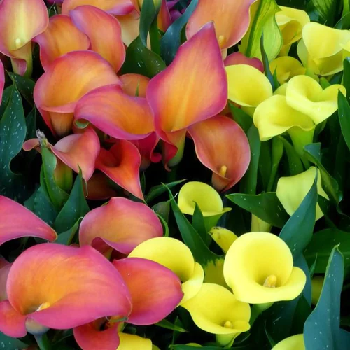 Arum à fleurs colorées - Le pot de 1 litre