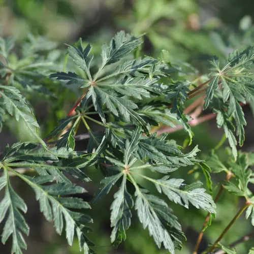 Erable du Japon (ACER PALMATUM DISSECTUM PALMATIFIDIUM ) Le pot de 50 litres