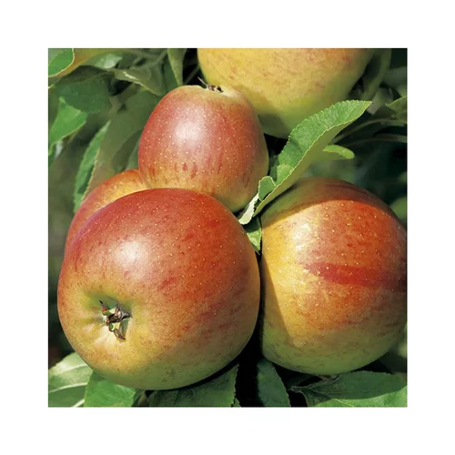 Pommier Reine Des Reinettes Lr. Le pot de 12 litres