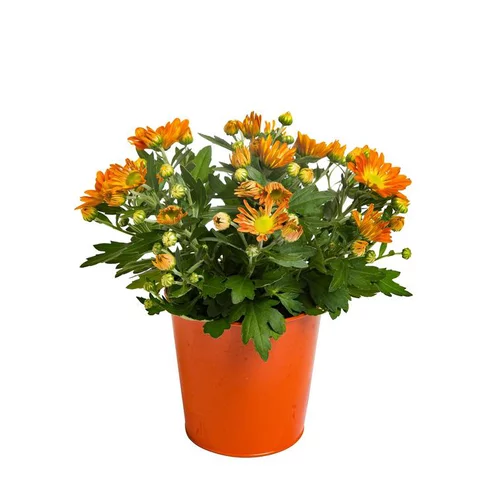 Mini Chrysanthème - Avec cache-pot