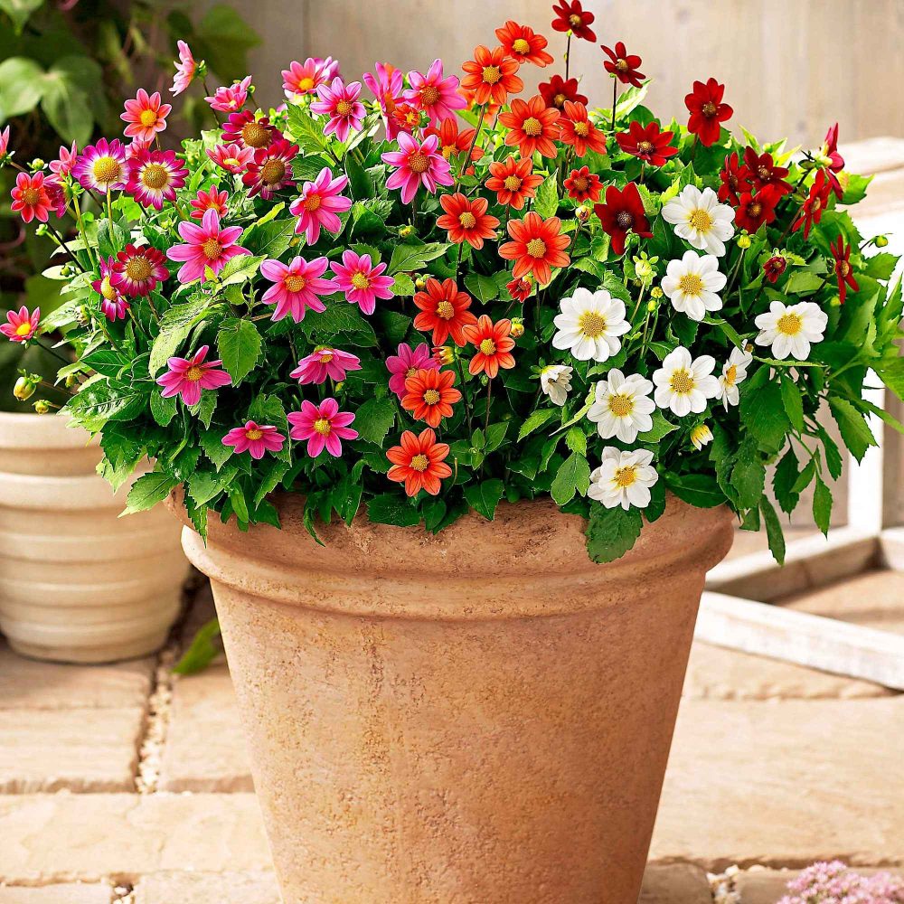 5 Dahlia miniature Topmix en mélange Dahlias topmix