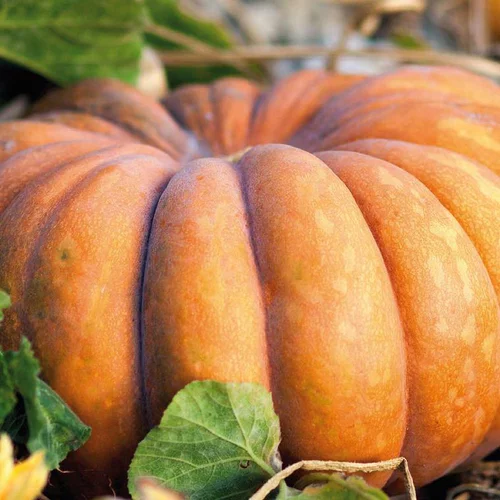 Courge Musquée De Provence Bio. La barquette de 3 plants