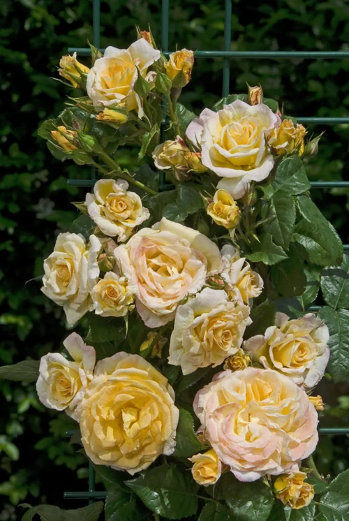 Rosier Grimpant Johan Jongking® 'Chewalbygold' - Le pot de 7,5 litres