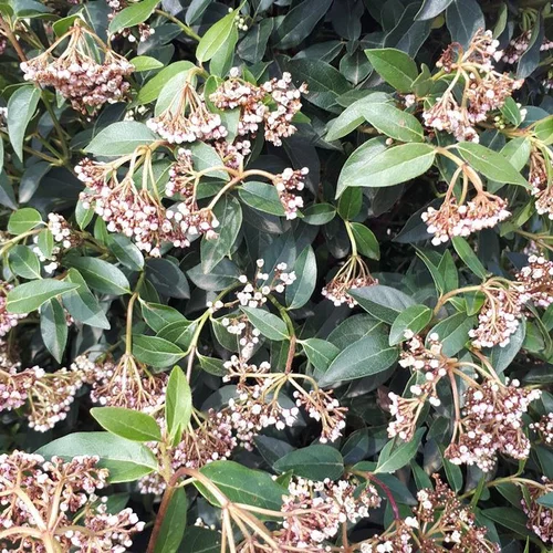 Viburnum Tinus ou Laurier-tin 40/60 cm en pot de 3 L