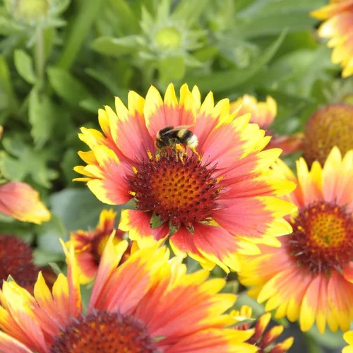 Gaillarde à fleurs multicolores - Le pot Ø 19 cm