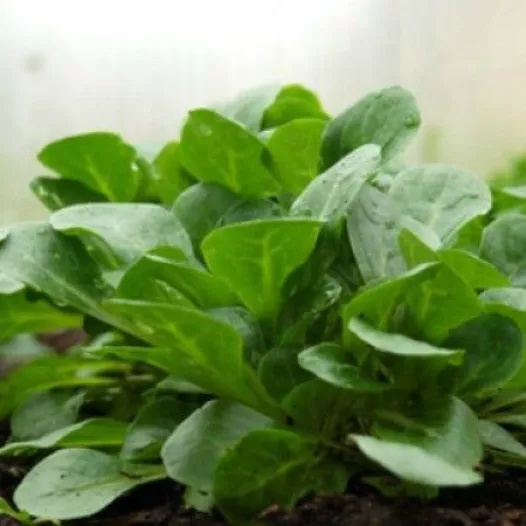 Mâche verte d'Etampes | Semences bio et reproductibles