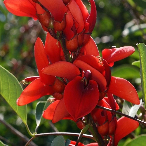 Erythrina crista-galli Erythrina crista-galli