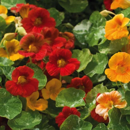 Fleur du potager capucine indicateur pucerons Bio - Le pot de 10.5 cm