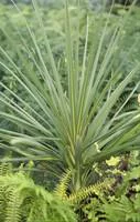 Cordyline Indivisa - Le pot de 2 litres