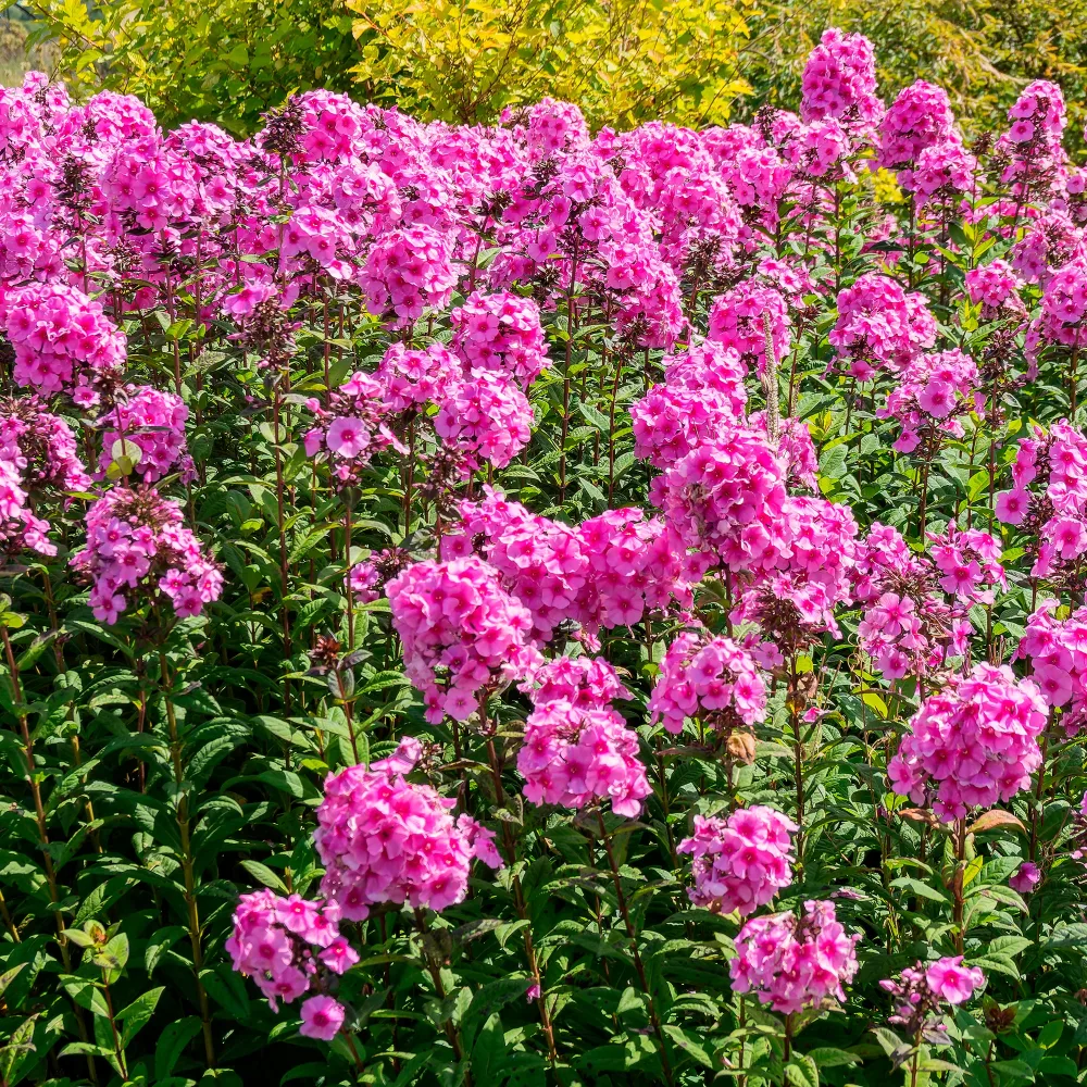 Phlox paniculé Eva Cullum Phlox paniculata Eva Cullum