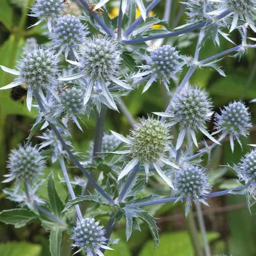 Eryngium Planum Argente - Le pot de 9 x 9 cm