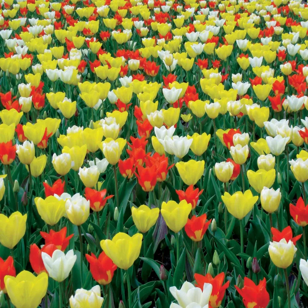 20 tulipes botaniques multicolores fosteriana Tulipa fosteriana 'juan', 'sweetheart','candela', 'purissima'