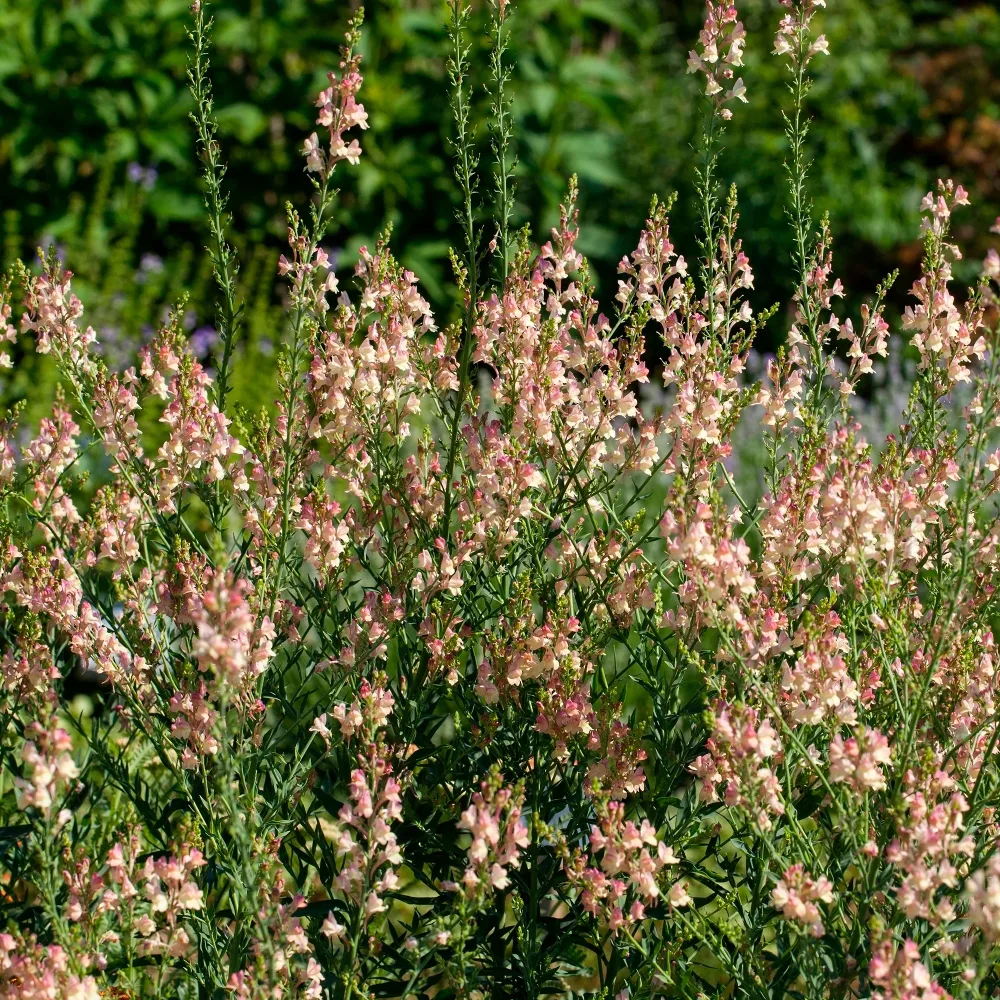 Linaire pourpre Peachy Linaria purpurea Peachy