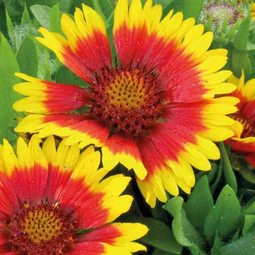 Gaillarde Naine rouge-jaune - Le pot de 9 x 9 cm
