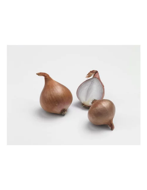 Échalotte Biztro AB bio calibre 7/15 botanic® bulbes à planter - Le filet de 250 g