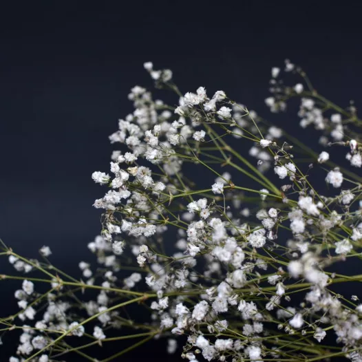 Gypsophile vivace