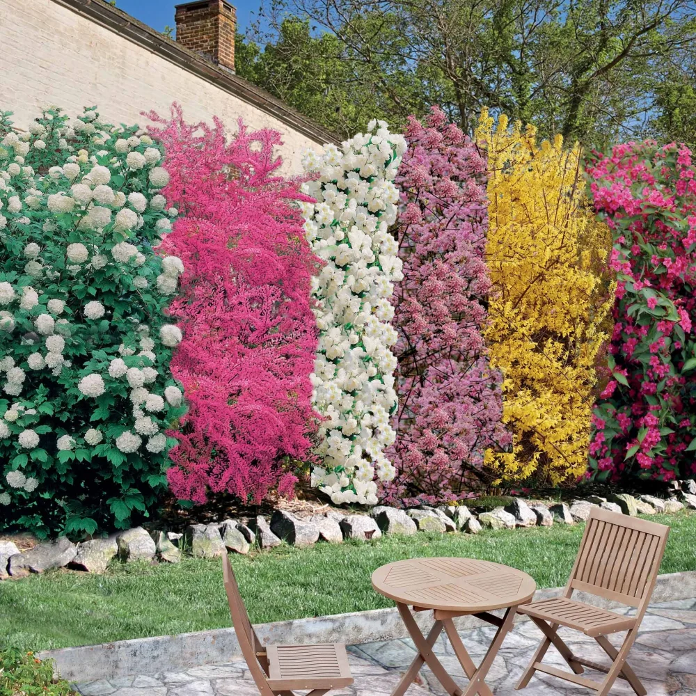Collection Haie des quatre saisons- 18 arbustes EXTRA (3/5 branches) Viburnum opulus roseum, viburnum bodnantense dawn, weigelia bristo