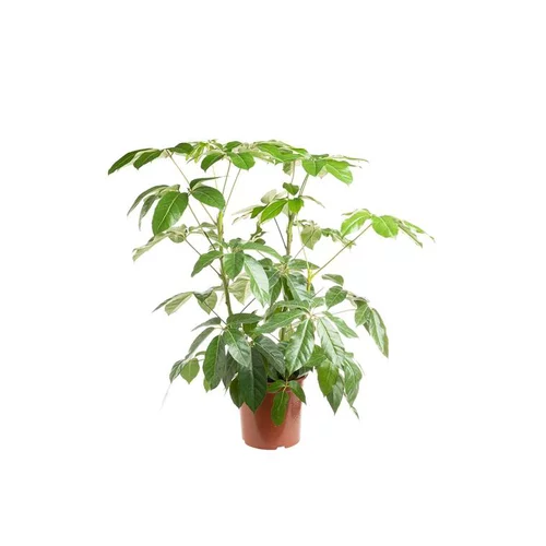 Schefflera Actinophylla Amate ou Arbre parapluie pot Ø21 cm