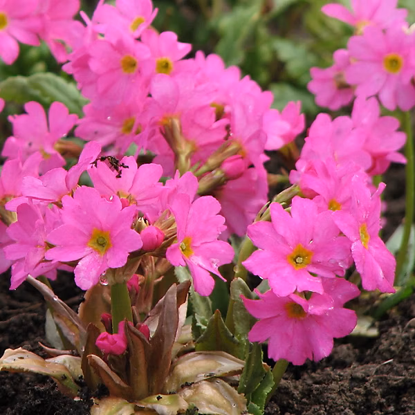 6 x Primevère rose | Primula 'Rosea' – godet 9cm x 9cm