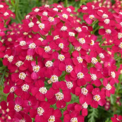 Achillée Petra Achillea hybride petra