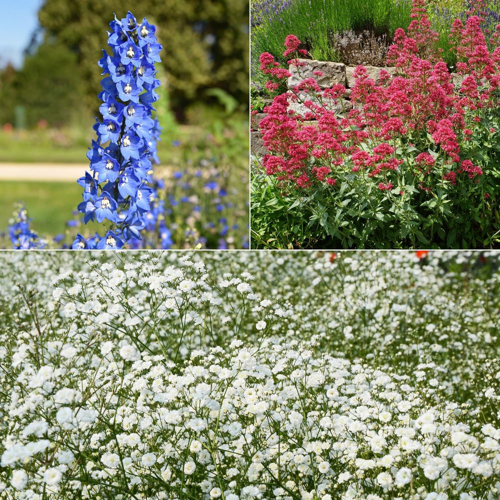 Collection de 11 plantes vivaces pour massifs champêtres Delphinium, gypsophila paniculata, centranthus ruber