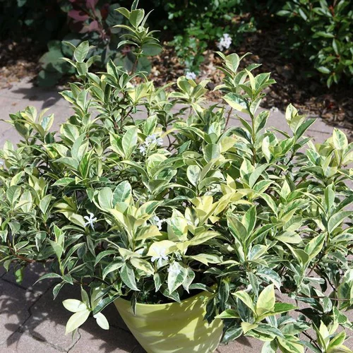 Jasmin étoilé SUN LOVER. Le pot de 4 litres