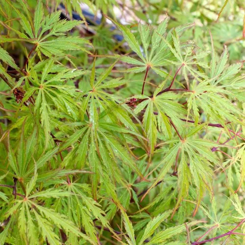 Érable du Japon acer palmatum dissectum flavescens coloris vert. Le pot de 7 litres