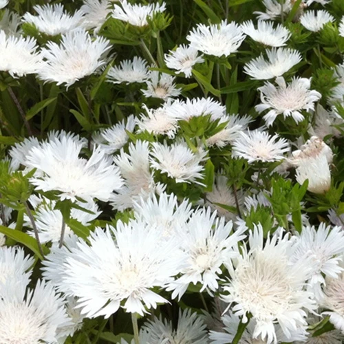 Stokesia Träumerei - Bleuet d'Amérique Stokesia laevis träumerei