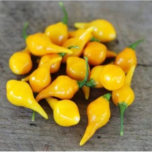 Graines bio de Piment Biquinho