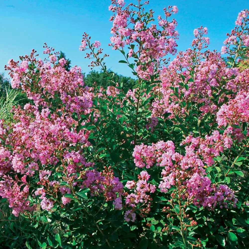Lilas des Indes Petit Pink Lagerstroemia indica Petit Pink