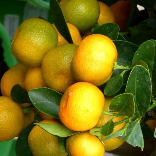 Calamondin. Le pot de 12 litres