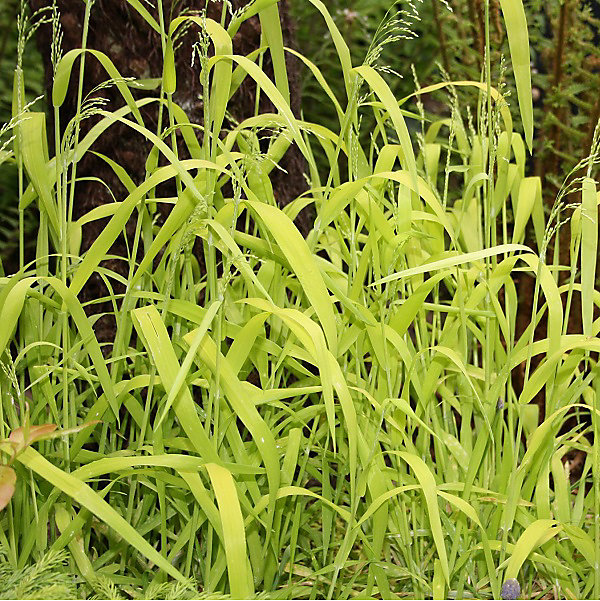 6 x Millet sauvage – Milium effusum 'Aureum', godet 9cm x 9cm