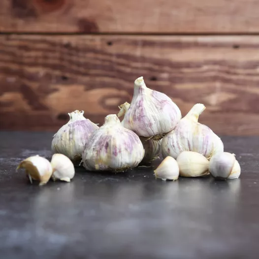 Plants bio d'ail d'automne violet Germidour - 1 kg