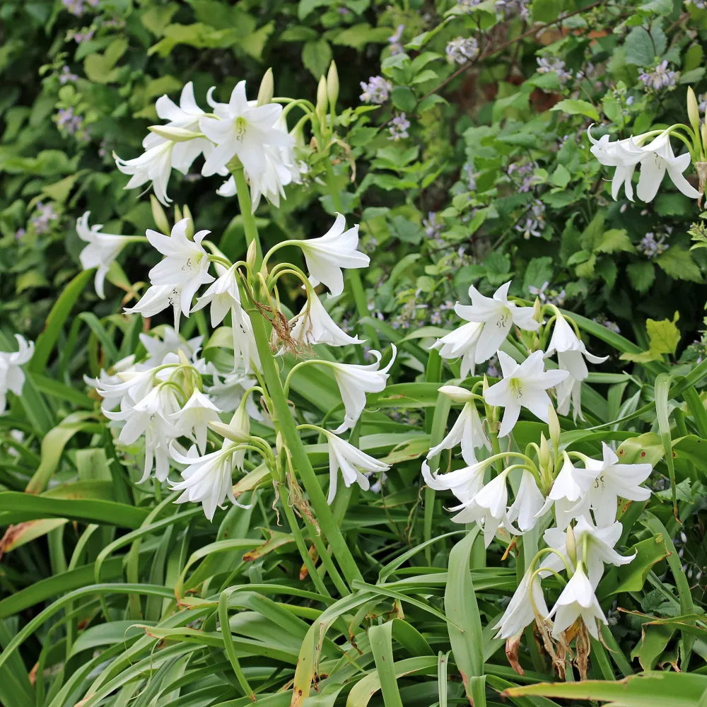 Crinole blanc Crinum powellii Album
