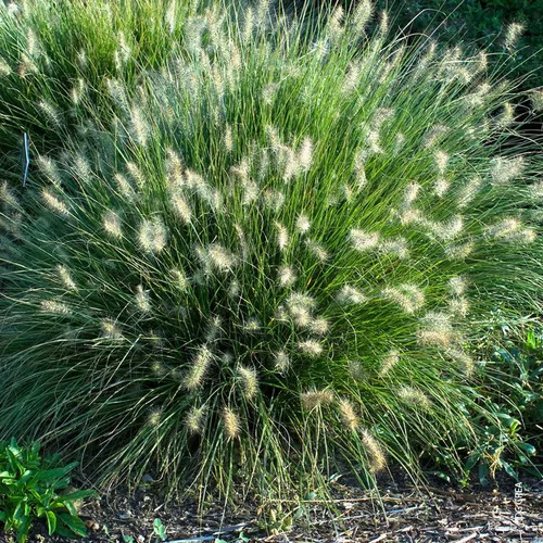 Pennisetum 'Little Bunny' - Le pot de 1 litre