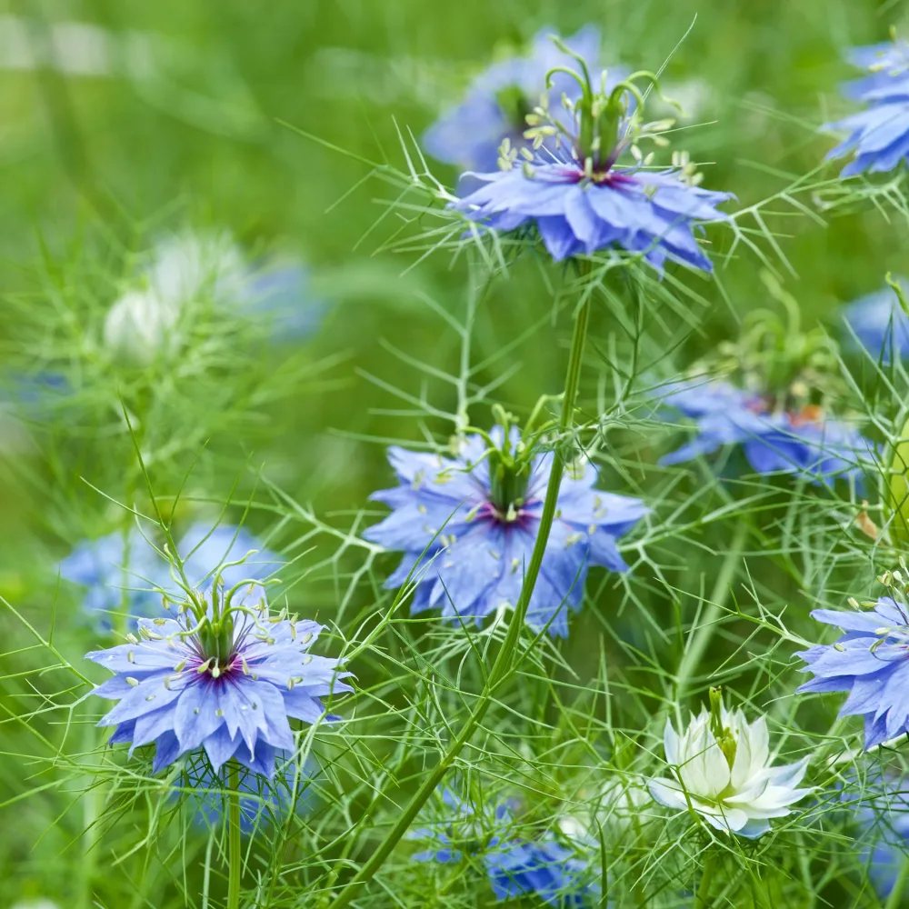 Nigelle de Damas Miss Jekyll Blue Nigella damascena