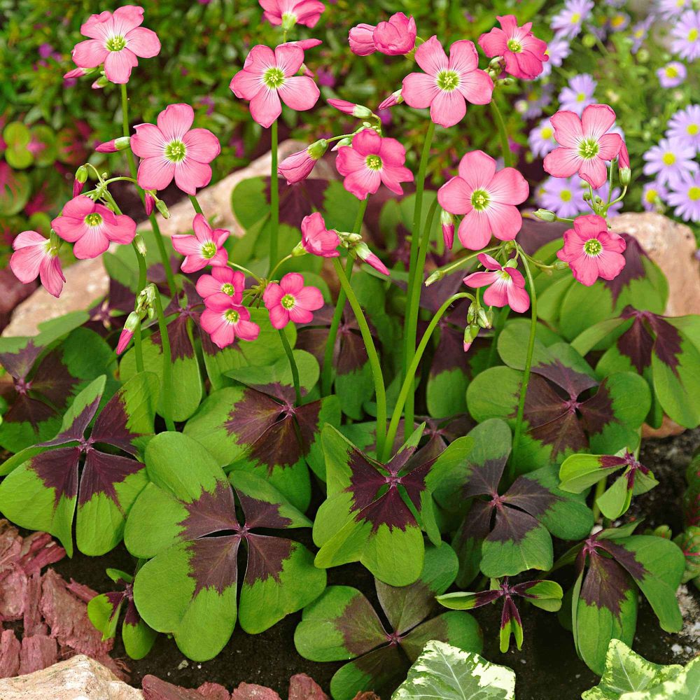 50 Oxalis deppei Iron Cross Oxalis deppei Iron Cross