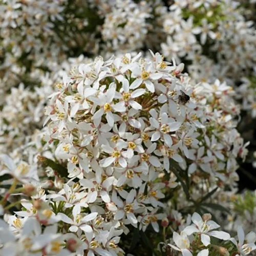 Choisya Ternata White Dazzler. Le pot de 7,5 litres