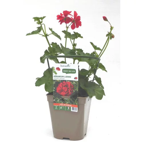 Géranium lierre double rouge Le pot de 12 x 12 cm