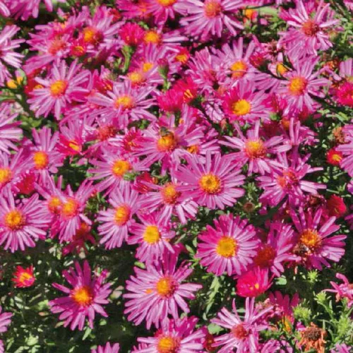 Aster Nain Aut - rouge - Le pot de 9 x 9 cm
