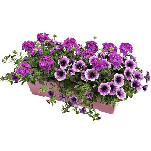 Jardinière anglaise - La jardinière de 50 cm