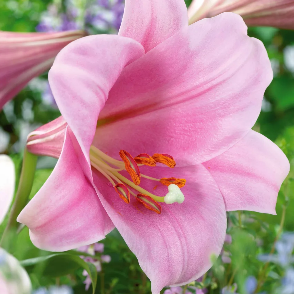 3 Lis Trompette Chant de cloche Lilium longiflorum x orientalis bell song
